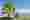 Eine Palme am Ufer des Bodensees